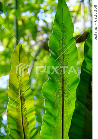 1月 草・葉18オオタニワタリ葉脈 1月 草・葉18オオタニワタリ葉脈 6325309