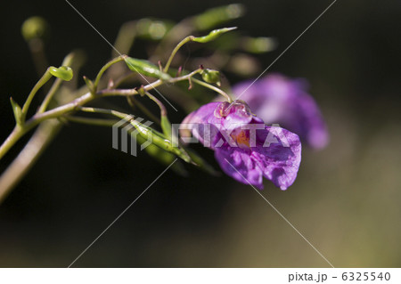 ツリフネソウ ツリフネソウ 6325540