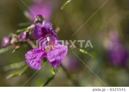 ツリフネソウ ツリフネソウ 6325541