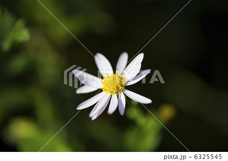 ユウガギク 6325545