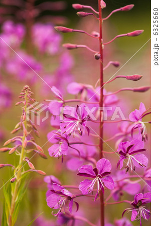 Sally-bloom Sally-bloom 6325660