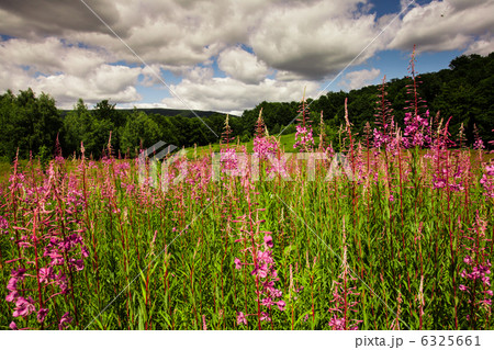 Sally-bloom field Sally-bloom field 6325661
