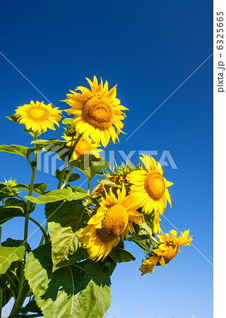 Sunflower over sky Sunflower over sky 6325665
