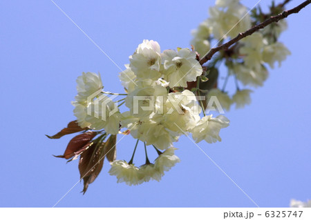 【鬱金桜】 【鬱金桜】 6325747