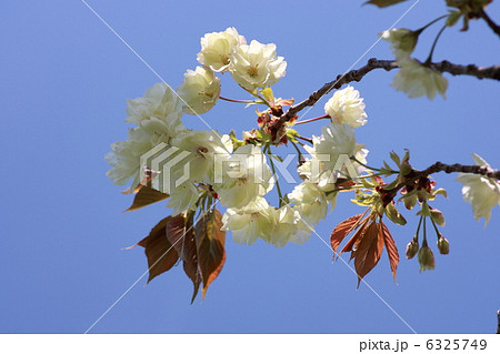 【鬱金桜】 【鬱金桜】 6325749