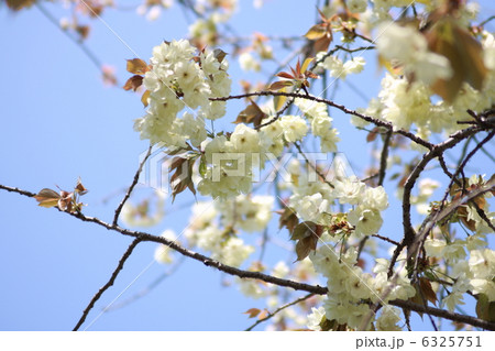 【鬱金桜】 6325751