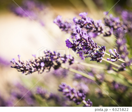 Lavender flowers 6325822