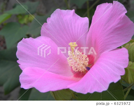 芙蓉 6325972