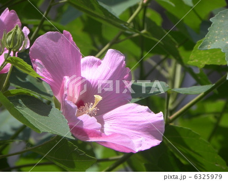 芙蓉 6325979