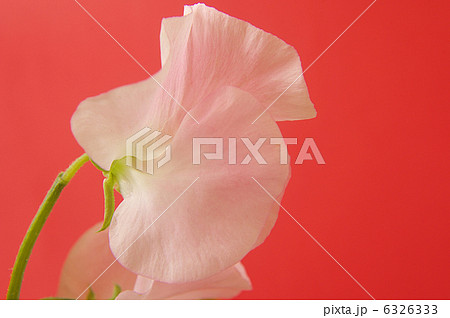 スイトピー スイトピー 6326333