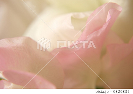 スイトピー 6326335