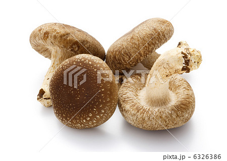 生椎茸 6326386
