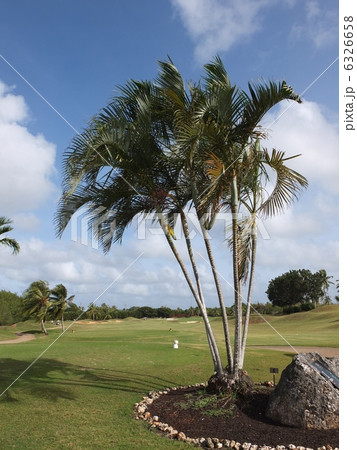 アレカ椰子 6326658