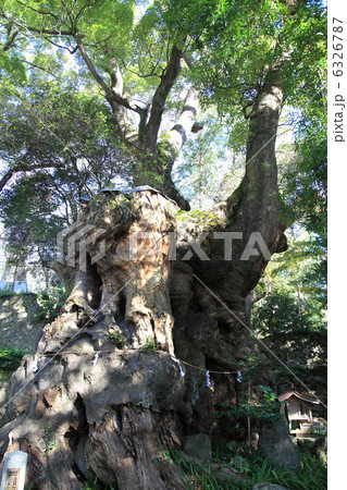 来宮神社の大楠(パワーツリー) 12月撮影 来宮神社の大楠(パワーツリー) 12月撮影 6326787