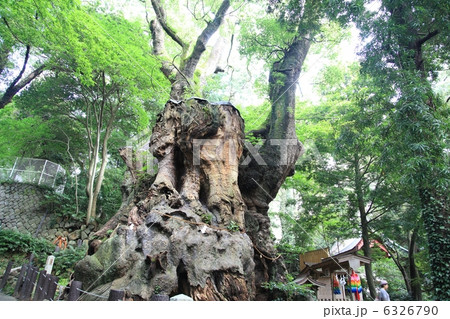 来宮神社の大楠(パワーツリー) 12月撮影 来宮神社の大楠(パワーツリー) 12月撮影 6326790