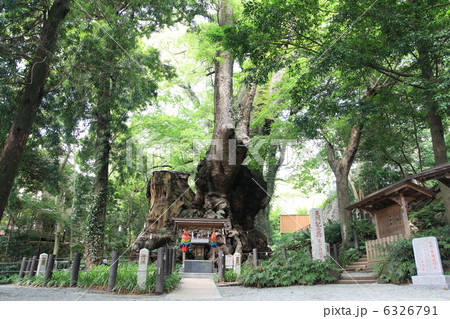 来宮神社の大楠(パワーツリー) 12月撮影 来宮神社の大楠(パワーツリー) 12月撮影 6326791
