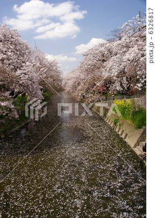 桜 6326817