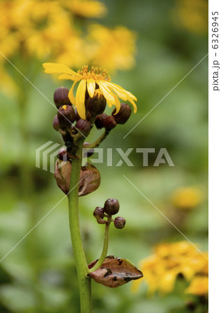 マルバダケブキ 6326945