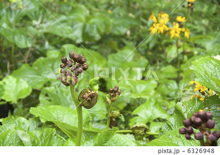 マルバダケブキ マルバダケブキ 6326948