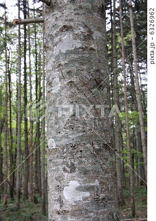 熊の爪痕 熊の爪痕 6326962