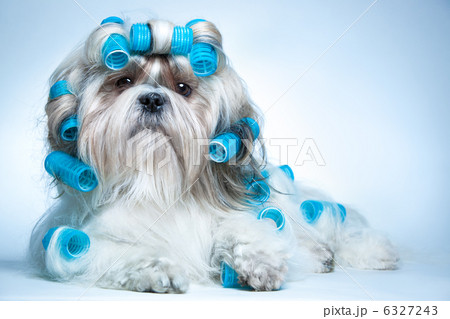 Shih tzu dog 6327243