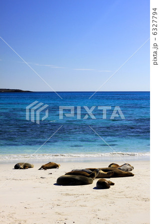 Sea lion, Galapagos 6327794