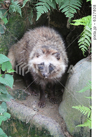 ホンドタヌキ 6327808