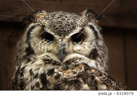 アメリカワシミミズク アメリカワシミミズク 6328079