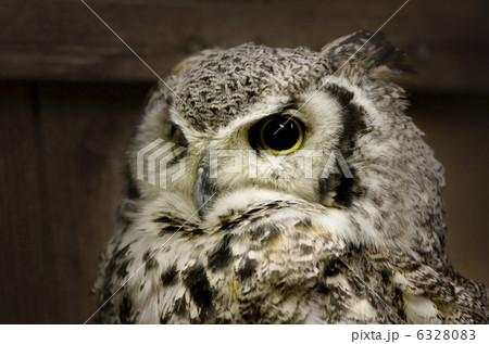 アメリカワシミミズク アメリカワシミミズク 6328083