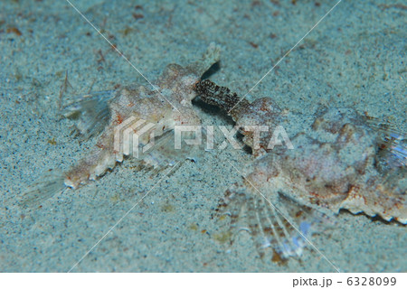 ウミテングの親子 ウミテングの親子 6328099