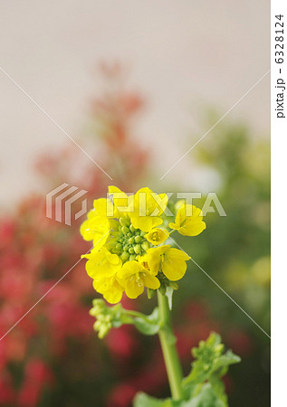 寒咲きハナナ 寒咲きハナナ 6328124