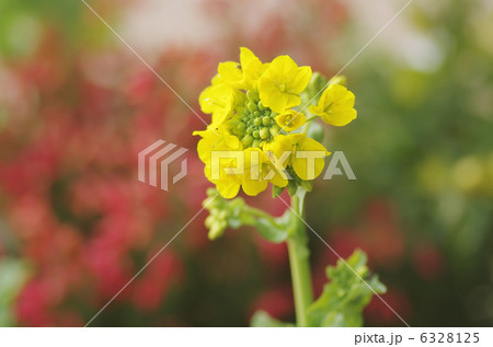 寒咲きハナナ 6328125