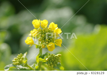 寒咲きハナナ 6328129