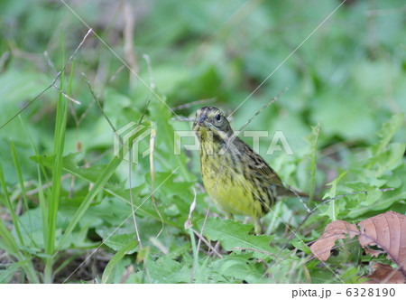 アオジ 6328190