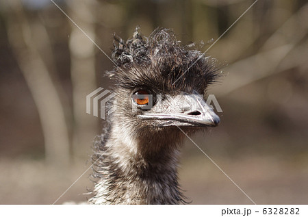 エミューの顔 6328282