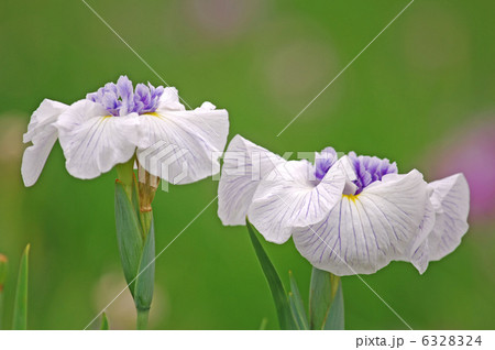 ハナショウブ ( アヤメ ) ハナショウブ ( アヤメ ) 6328324