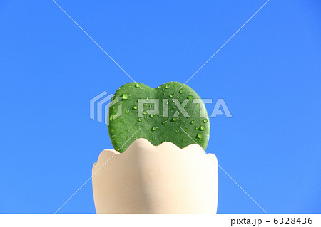 ハートのサボテン ハートのサボテン 6328436