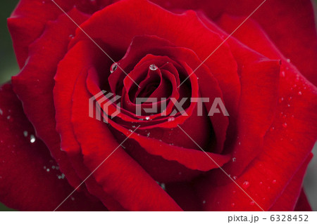 雨上がりの赤いバラ 6328452