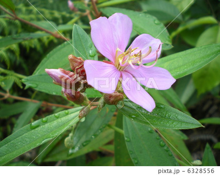 朝露と花 6328556