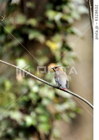 ヒレンジャク 6328632