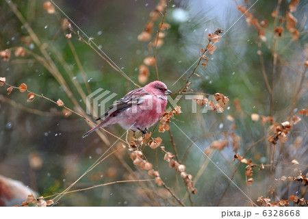 オオマシコ 6328668