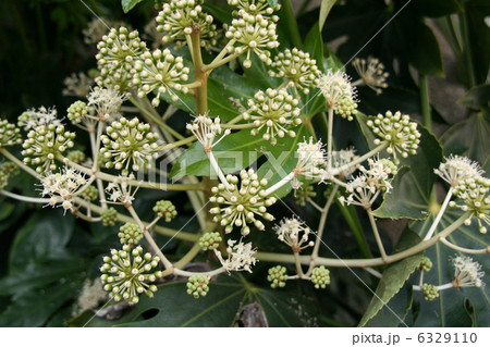 八手の花 6329110