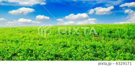 meadow meadow 6329171