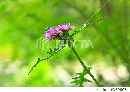 アザミ アザミ 6329863