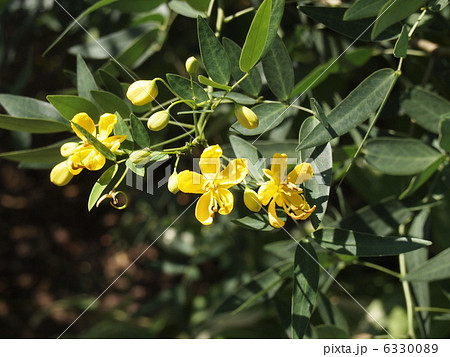 カッシア 6330089