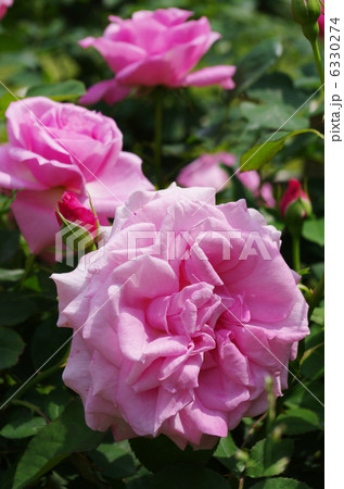 バラ バラ 6330274