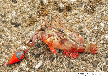 ハオコゼ 6330298