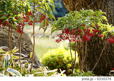 1月　マンリョウ・ヤブコウジ科18 6330378