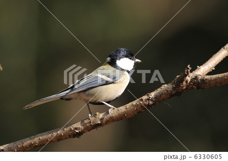 シジュウカラ シジュウカラ 6330605