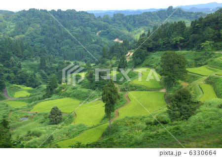 十日町市松代蒲生の棚田 6330664